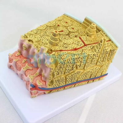 Human Bone Structure Phological Characteristics Profile Model Medical School Lab