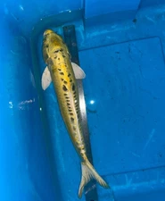 18 Inch DOITSU KI Matsuba Koi -- DEEP YELLOW CSRAKOi