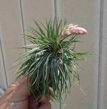 Tillandsia Stricta v Compacta Air Plants