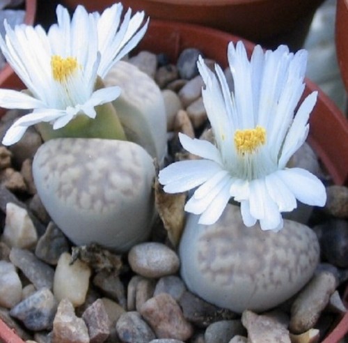 COLOR LITHOPS MIX Succulent EXOTIC Living Stones Desert Rock Seed100SEEDS - Picture 10 of 11