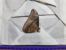 MORPHO AURORA A1 LOT OF 5 REAL BUTTERFLY UNMOUNTED WINGS CLOSED