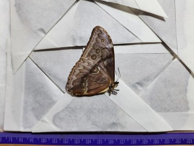 MORPHO AURORA A1 LOT OF 5 REAL BUTTERFLY UNMOUNTED WINGS CLOSED