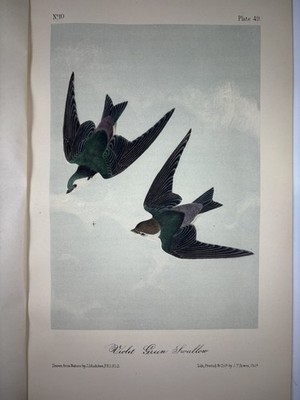 Audubon Violet green swallow Print ORIGINAL 19c Octavo Lithograph, Ornithology