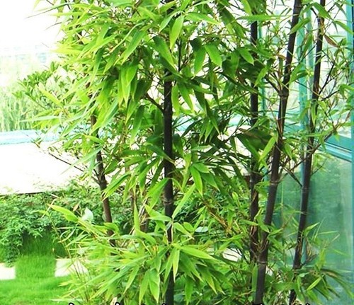 50+Black Bamboo seeds Bamboo Bonsai Garden Home Decoration Cold Resistance USA - Picture 2 of 5