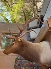 6 X 6 ROYAL Elk Taxidermy Shoulder Mount