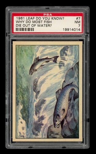 1961 Leaf Do You Know? # 7 Why Do Most Fish Die Out Of Water? PSA 7 NM