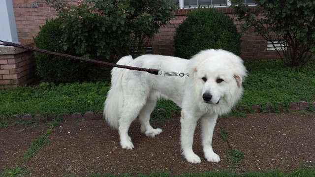 chain leashes for big dogs