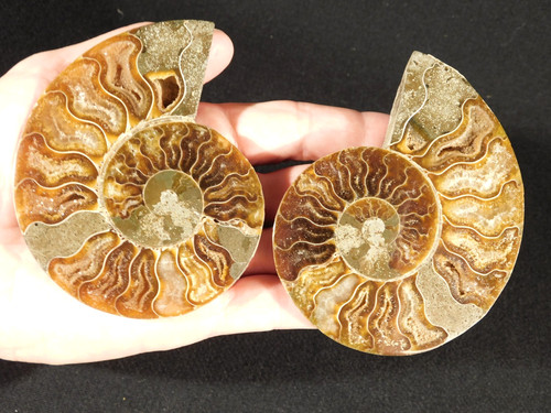 Larger! Split and Polished AMMONITE Fossil PAIR 100% Natural Madagascar 209gr