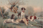 Very Old Postcard of Hunting Dogs - English Pointers & Maybe a Young Great Dane