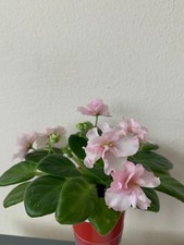 African Violet Ness' Sheer Peach - 2 leaves