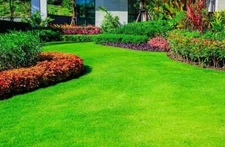 🌿 10,000 Emerald Zoysia Grass Seeds – Premium Lawn Turf Drought & Heat Tolerant