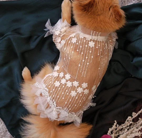 Dog Dress Elegant Lace Floral Embroidered White Spring / Small Dog Dress - Image 3 of 4
