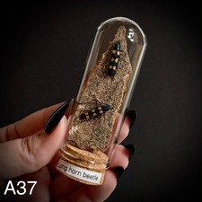 CLEARANCE - STUNNING long horn beetles in a Dome , Taxidermy, curiosity, oddity 