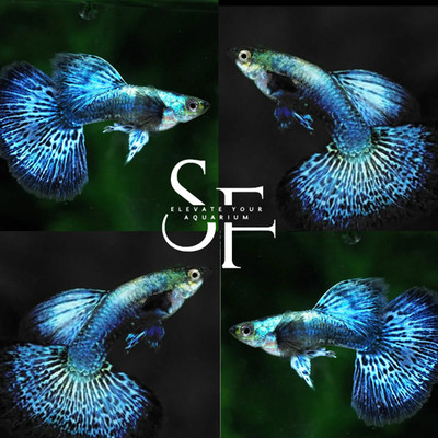 1 Pair Live Blue Dragon Guppy Fish   High Grade