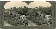 Brazil ~ SAO PAULO ~ Cart Loaded w/ Coffee Leaving Plantation 20816 ve311b fx