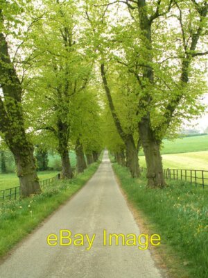 Foto 6x4 Die von Bäumen gesäumte Straße nach Banks Hall Cawthorne \/SE2807 um 2007