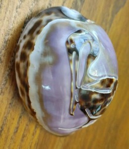 Retro OLD Carved Tiger Cowrie Shell Carved Pelican Scene Carribbean Artwork FL