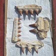 4 Mosasaur Jaws Fossil Lot Genuine Moroccan Cretaceous Marine Reptile Specimens