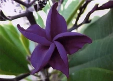 5 Dark Purple Plumeria Seeds Plants Flower Lei Hawaiian Perennial Flowers 194