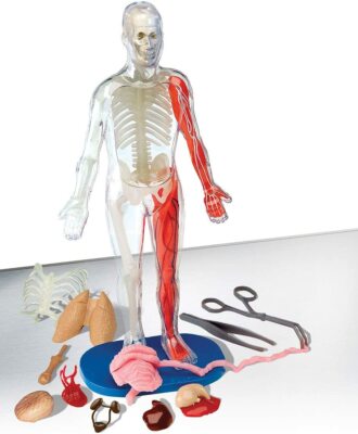 SmartLab Toys: Squishy Human Body (SL06428), *NEW* *FREE Shipping