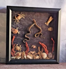 Real Eel Taxidermy Crabs Shells Marine Life Collection In Shadow Box Man Cave