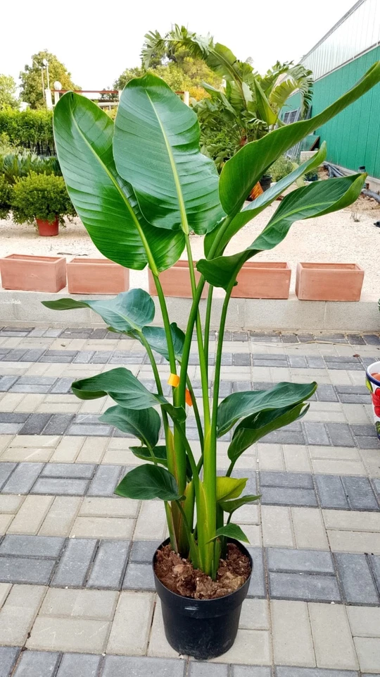 PIANTA DI STRELITZIA AUGUSTA VASO 24 ALTEZZA 120/130cm (foto reali) DA INTERNO