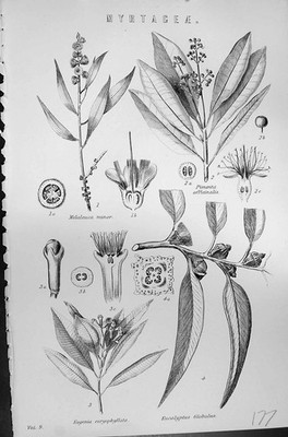 Old Mackenzie C1880 Science Myrtageae Pimenta Ficinalis Melaleuca Min Victorian