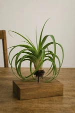 Tillandsia Utriculata Big Air Plant, Unique Decor 6 to 10 In +