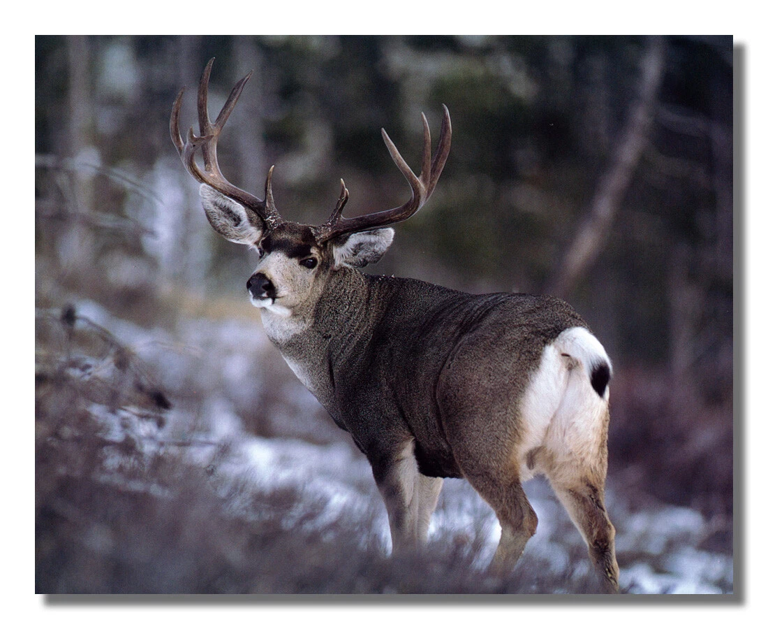 Large reindeer antlers deals