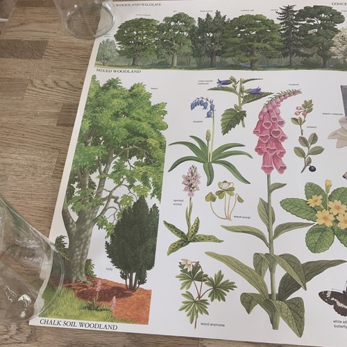 Vintage School Poster Woodland Acid Soil Tidy 1976 John Rignall Conservation - Picture 2 of 9