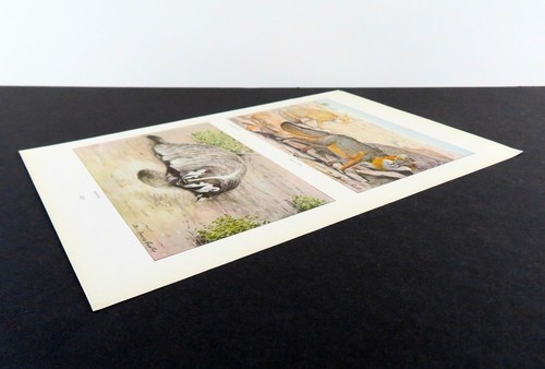 Wüstenfüchse und Dachs 1916 Louis Agassiz Fuertes Druck nordamerikanische Tierwelt - Bild 3 von 3