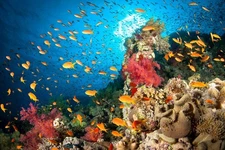 Reef Scene Tropical Fish Photo Photograph Cool Fish Poster Aquatic Wall Decor Fi