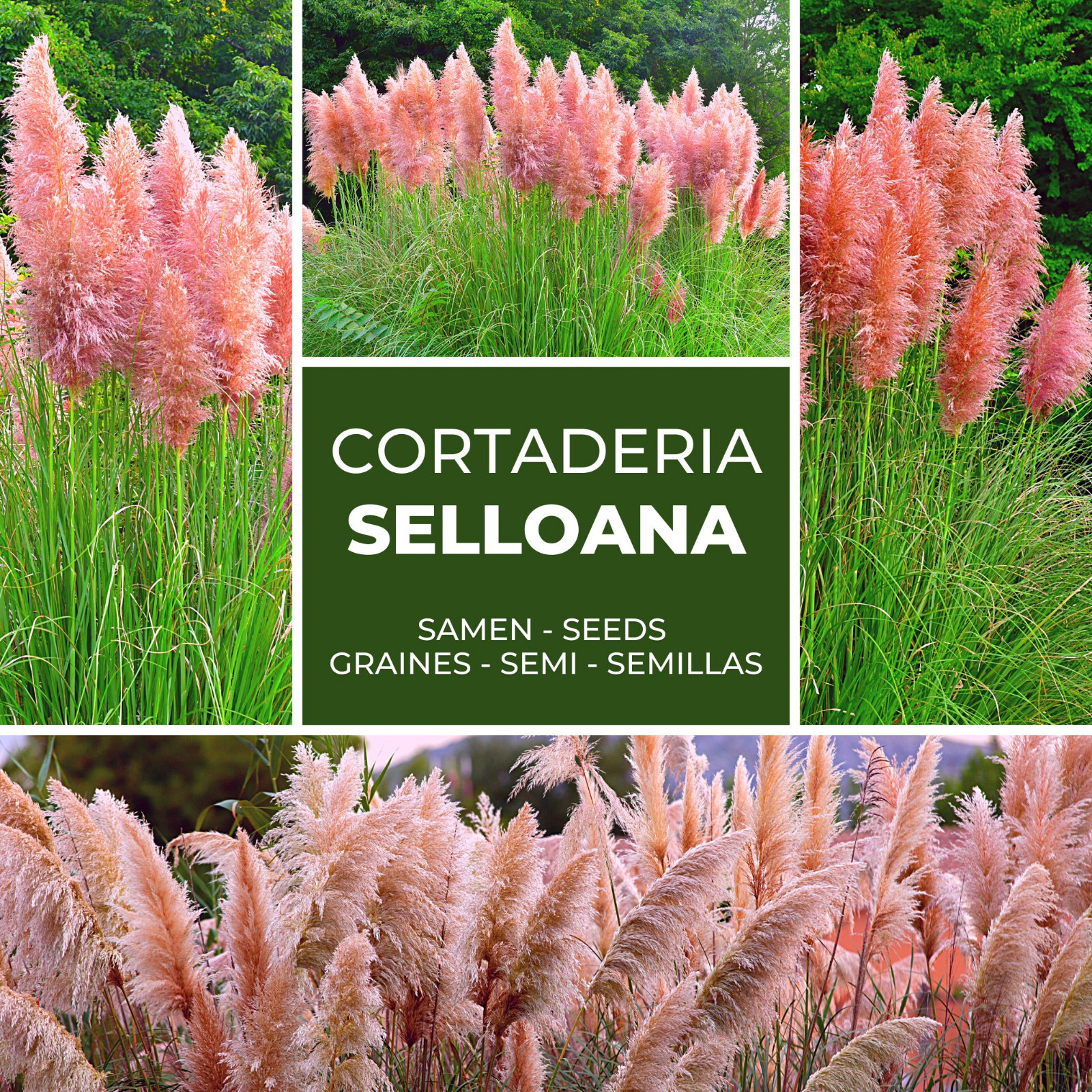 ERBA DELLA PAMPA - 150 SEMI CORTADERIA SELLOANA - Colore Rosa - Pampas  Grass EUR 4,45 - PicClick IT