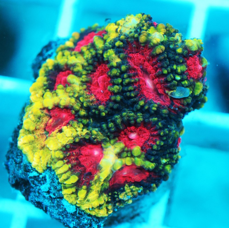 Christmas Favia Frag Zoanthids Zoa Paly SPS LPS Corals, WYSIWYG