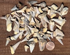 Lot Of 70+ Bakersfield Shark Tooth - Mako Megalodon Era Sharks Fossils Fossil