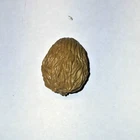 Star Wars The Vintage Collection The Mandalorian Mudhorn Egg