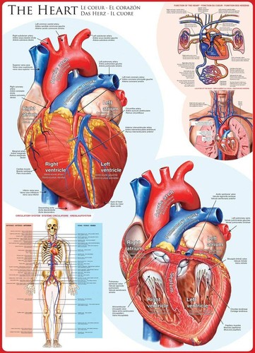 The Heart 1000 piece jigsaw puzzle by Eurographics 490mm x 680mm - Picture 2 of 3