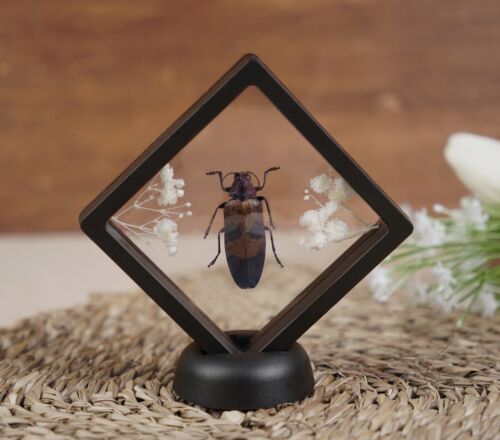 Cadeau d'anniversaire taxidermie coléoptère encadré collections d'insectes véritable décoration gothique - Photo 1 sur 4
