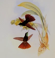 Gould Coppery-Tail Hummingbird Vintage Illustration Bird Art Print Bookplate 191