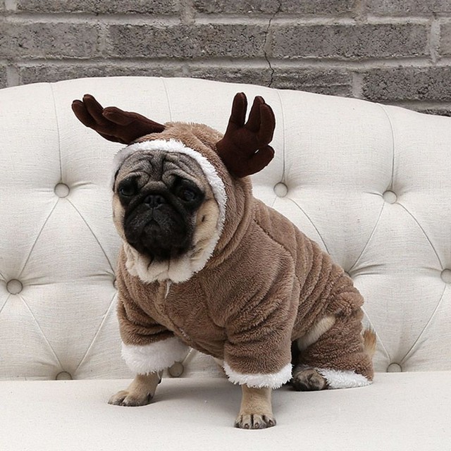 pug christmas outfit
