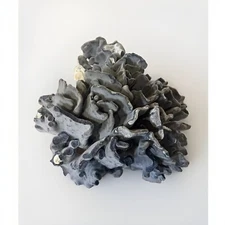 Natural Real Blue Ridge Coral Huge Specimen Shell 12x12x10 Nautical Home Decor