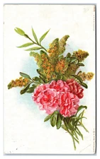 Pink Carnations c1909 Postcard
