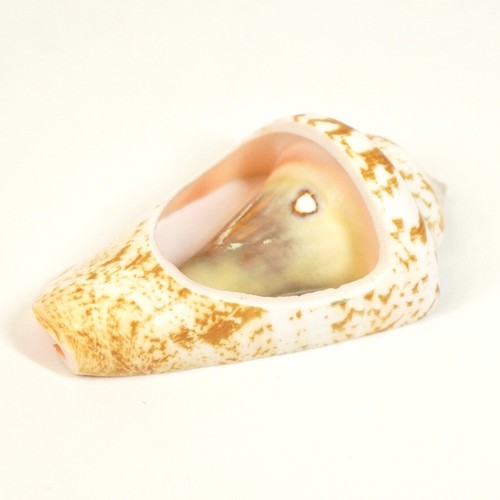 Japanese Chopstick rest Pottery made Flounder shapes and conch shapes Set of 6 - Picture 5 of 11