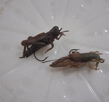 Vintage fishing lures designed to resemble a grasshopper & a crawfish.