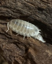 10 Porcellio Laevis White  LAG  Bioactive Cleanup Crew  Isopods For Sale
