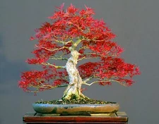 50 Bonsai Tree Seeds, Japanese Red Maple | Highly Prized for Bonsai (ACER palmat