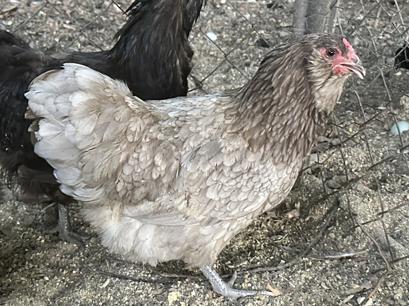 10 Chocolate Ermine Mauve True Ameraucana Eggs