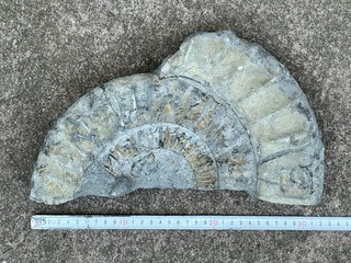 Fossil Großer Ammonit & verschiedene Beifossilien 2 6kg