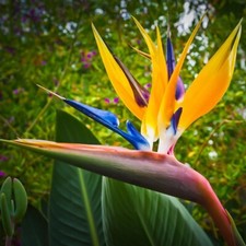 Bird of Paradise Mandela's Gold Tropical House Plant Seeds - 8 Rare Seeds