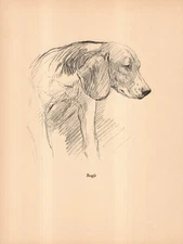 1938 Antique Beagle Print K F Barker Vintage Beagle Art Illustration 6490e